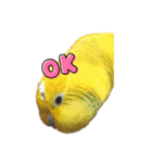 セキセイインコ、ピコちゃん（個別スタンプ：2）