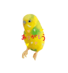 セキセイインコ、ピコちゃん（個別スタンプ：4）