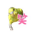 セキセイインコ、ピコちゃん（個別スタンプ：5）