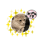 Kelly2（個別スタンプ：5）
