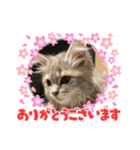 Kelly2（個別スタンプ：12）