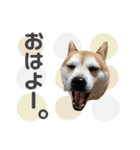 柴犬のむぅ♪（個別スタンプ：1）
