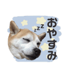 柴犬のむぅ♪（個別スタンプ：2）