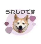 柴犬のむぅ♪（個別スタンプ：3）