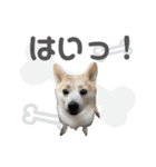 柴犬のむぅ♪（個別スタンプ：4）