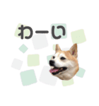 柴犬のむぅ♪（個別スタンプ：5）