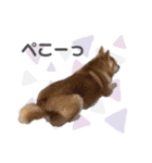 柴犬のむぅ♪（個別スタンプ：6）