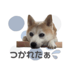 柴犬のむぅ♪（個別スタンプ：7）