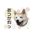 柴犬のむぅ♪（個別スタンプ：8）