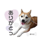 柴犬のむぅ♪（個別スタンプ：9）