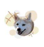柴犬のむぅ♪（個別スタンプ：11）