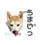 柴犬のむぅ♪（個別スタンプ：12）