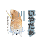 柴犬のむぅ♪（個別スタンプ：13）