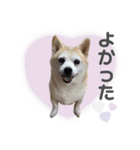 柴犬のむぅ♪（個別スタンプ：14）