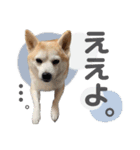柴犬のむぅ♪（個別スタンプ：15）