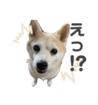 柴犬のむぅ♪（個別スタンプ：16）
