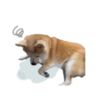 柴犬のむぅ♪（個別スタンプ：17）