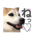 柴犬のむぅ♪（個別スタンプ：18）