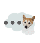 柴犬のむぅ♪（個別スタンプ：19）