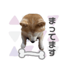 柴犬のむぅ♪（個別スタンプ：21）