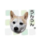 柴犬のむぅ♪（個別スタンプ：22）