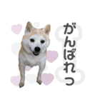 柴犬のむぅ♪（個別スタンプ：23）
