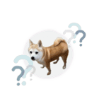 柴犬のむぅ♪（個別スタンプ：24）