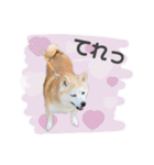 柴犬のむぅ♪（個別スタンプ：26）