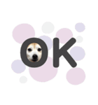 柴犬のむぅ♪（個別スタンプ：27）