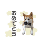 柴犬のむぅ♪（個別スタンプ：28）
