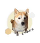 柴犬のむぅ♪（個別スタンプ：29）