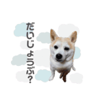 柴犬のむぅ♪（個別スタンプ：30）