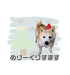 柴犬のむぅ♪（個別スタンプ：31）