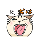 かわいいネコの日常スタンプ（個別スタンプ：1）