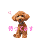 トイプードルのシエルくん♡（個別スタンプ：1）