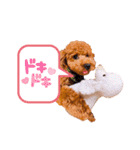 トイプードルのシエルくん♡（個別スタンプ：3）