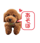 トイプードルのシエルくん♡（個別スタンプ：4）