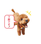 トイプードルのシエルくん♡（個別スタンプ：6）