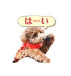 トイプードルのシエルくん♡（個別スタンプ：8）