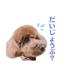 トイプードルのシエルくん♡（個別スタンプ：11）
