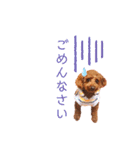 トイプードルのシエルくん♡（個別スタンプ：12）