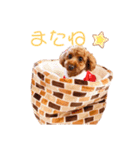 トイプードルのシエルくん♡（個別スタンプ：17）