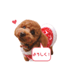 トイプードルのシエルくん♡（個別スタンプ：23）