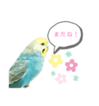 使いやすい！セキセイインコの ベリー❤️⭐（個別スタンプ：8）