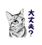 チャチャとゆかいな仲間たち 3（個別スタンプ：19）