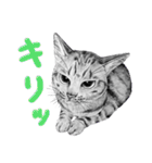 チャチャとゆかいな仲間たち 3（個別スタンプ：23）