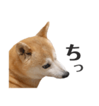 わが家の柴わんこ6.（個別スタンプ：9）