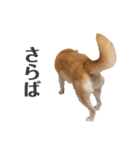 わが家の柴わんこ6.（個別スタンプ：12）