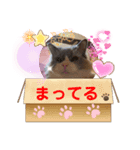 ラグドール・トト・ミミ（個別スタンプ：4）
