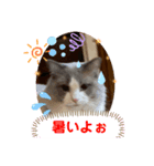ラグドール・トト・ミミ（個別スタンプ：6）